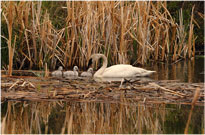 Trumpeter Swan Family
