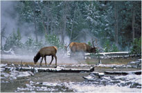 Winter Elk