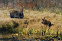 Young Moose and Mom
