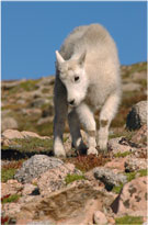 Young Mountain Goat