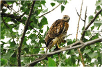 Young Redtail Hawk