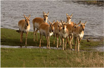 Antelope Congregation