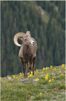 Contented Bighorn