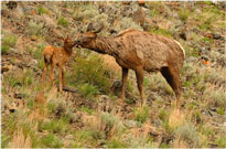 Elk Calf and Mom