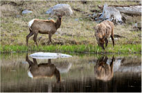 Elk Reflection