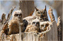 Great Horned Owl Family