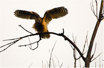 Great Horned Owl Takeoff