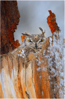 Nestled Owl