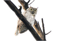 Perched Great Horned Owl