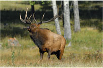 Posing Elk